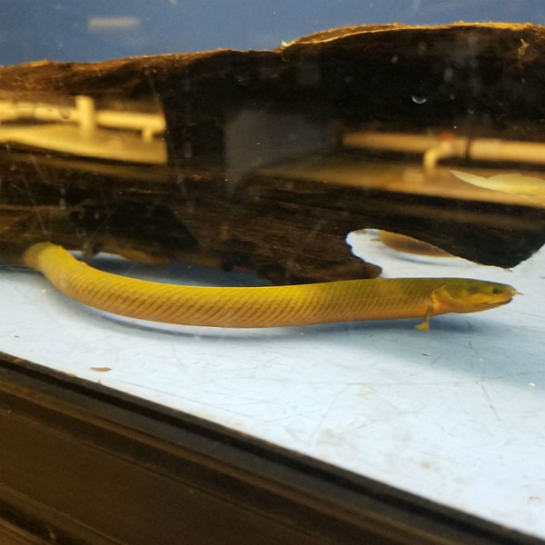 Rope Fish Erpetoichthys calabaricus