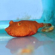 Pufferfish Puffer Fish For Freshwater Aquariums Thatpetplace Com