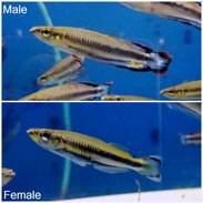 madagascar rainbowfish bedotia geayi