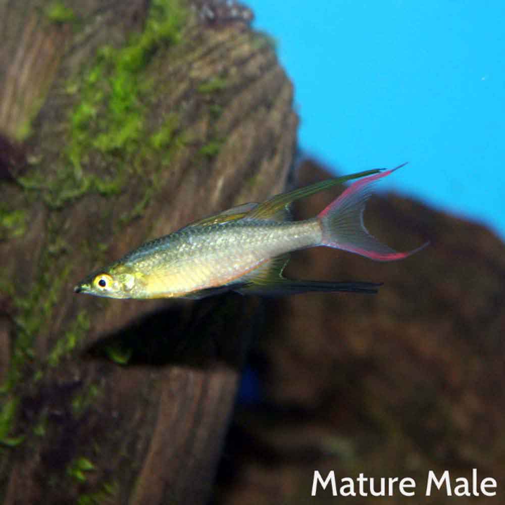 Threadfin Rainbow Iriatherina werneri That Fish Place