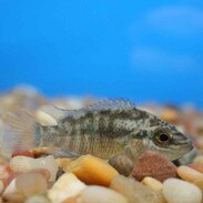 Central and South American Cichlids For Sale ...