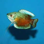 Balloon Electric Blue Ram Gold Head (Mikrogeophagus ramirezi) –  monsteraquariumonline