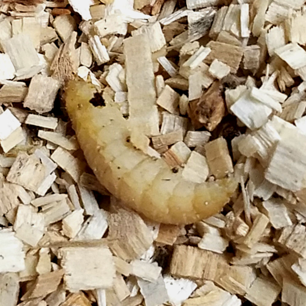 download petsmart wax worms download petsmart wax worms