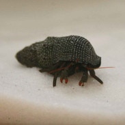 red leg hermit crab