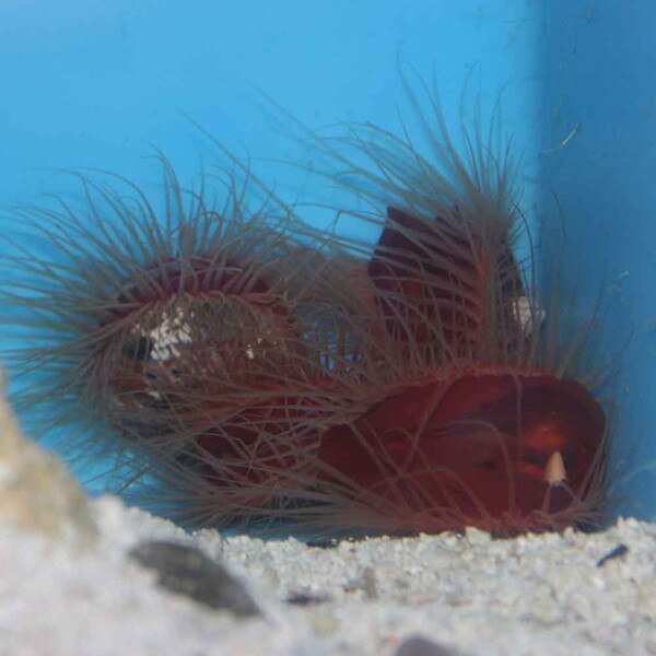 Flame Scallop Lima scabra That Fish Place