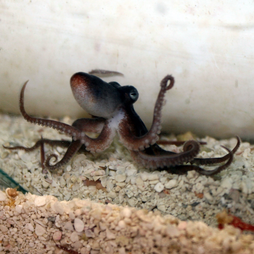Small octopus sales pet