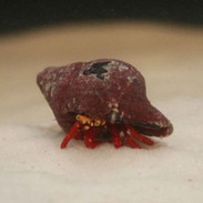 scarlet reef hermit crab