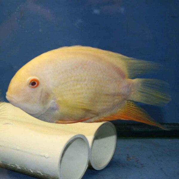 Gold Severum - Heros efasciatus - Small | thatpetplace.com