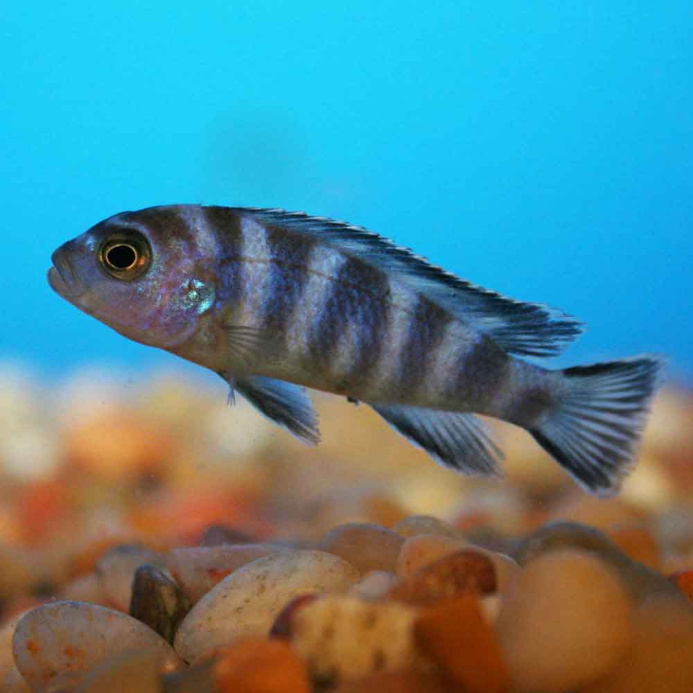 Pambox Rocks Pseudotropheus demasoni - Pombo Rocks variant - Small