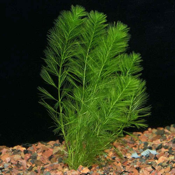 foxtail aquarium plant