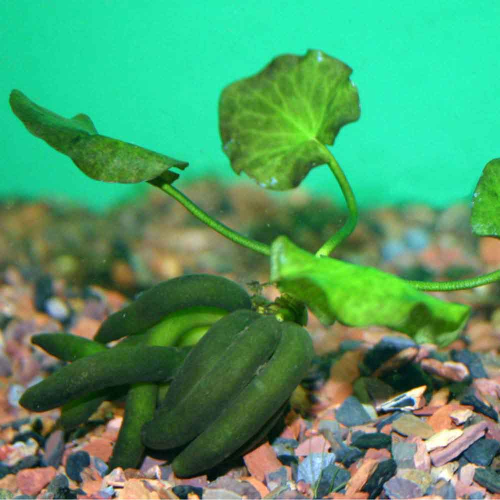 Banana Plant - Nymphoides aquatica | That Fish Place