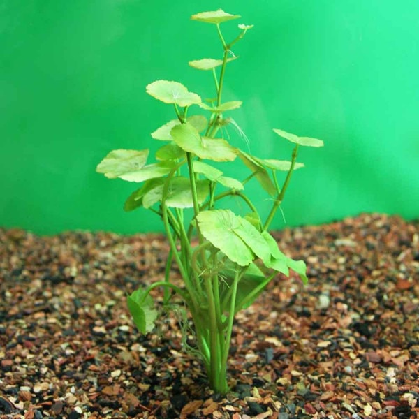 Brazilian Pennywort Hydrocotyle leucocephala