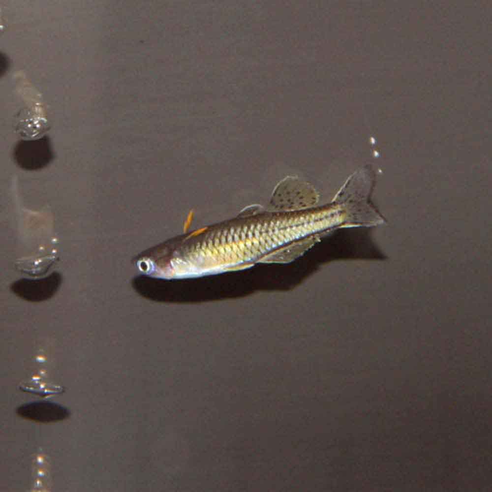 Gertrude&rsquo;s Blue-eye Rainbowfish - Pseudomugil gertrudae