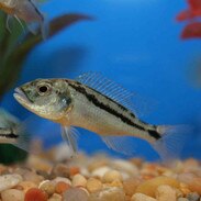 Malawi Hawk Aristochromis Christyi Small Juvenile