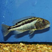 Malawi Hawk Aristochromis Christyi Small Juvenile
