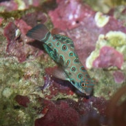 green mandarin dragonet synchiropus