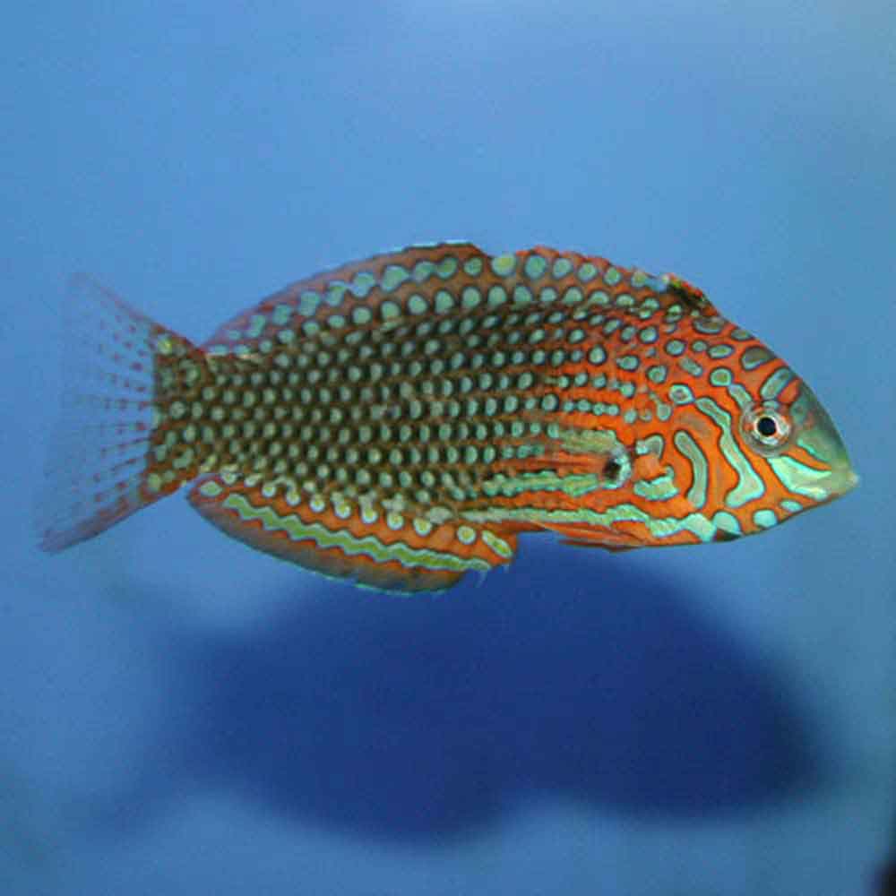 False Leopard Wrasse - Macropharyngodon ornatus | ThatPetPlace.com
