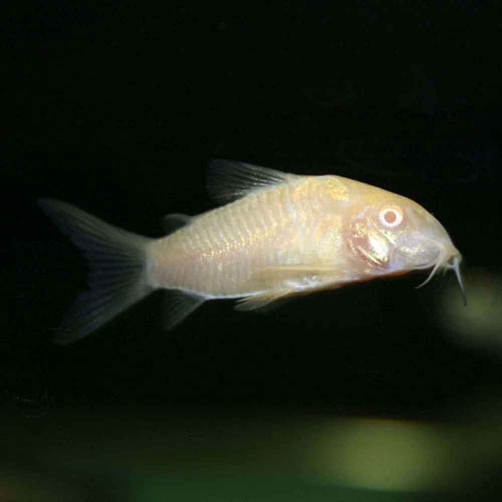 Albino cory care online