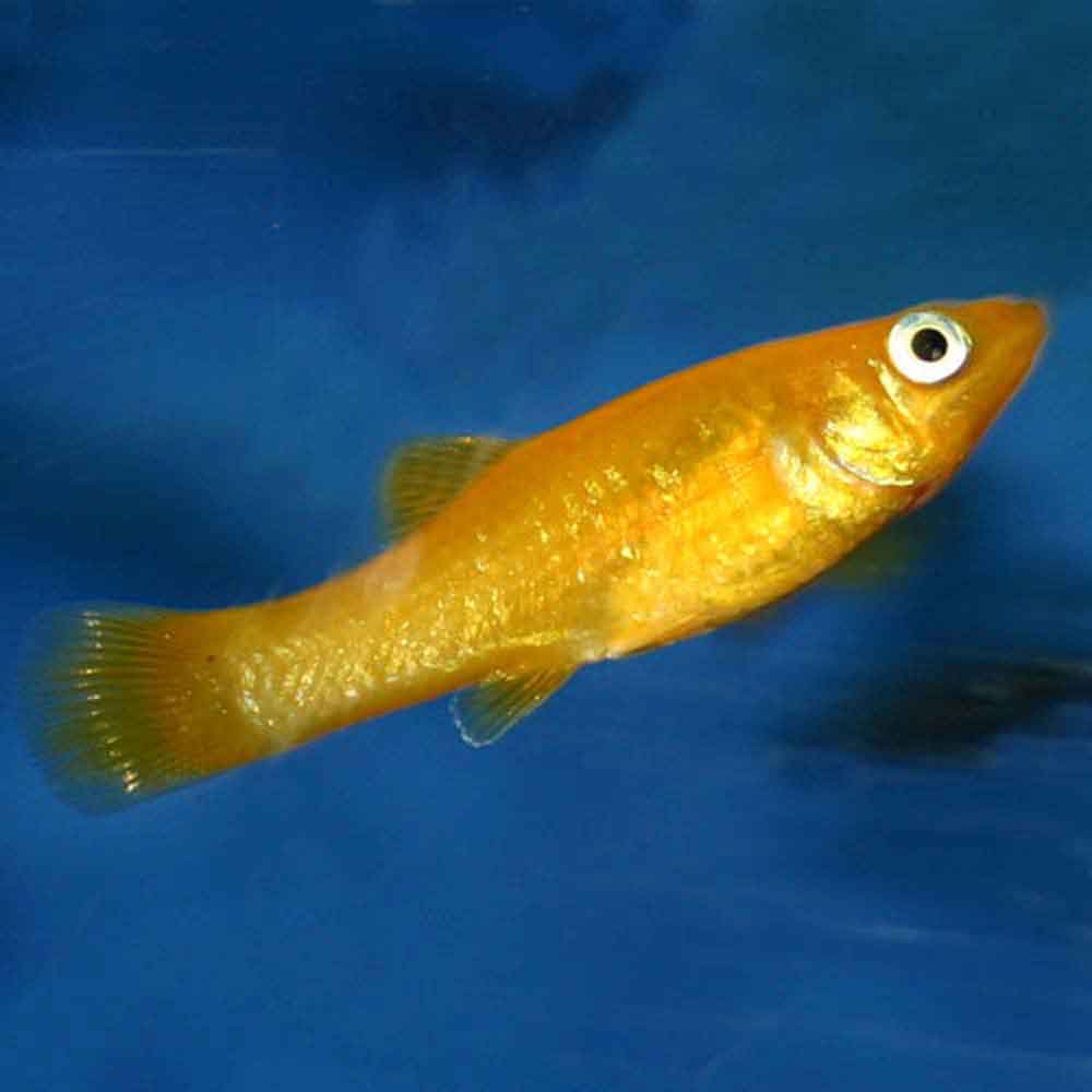 Gold Dust Lyretail Molly Poecilia sphenops That Fish Place