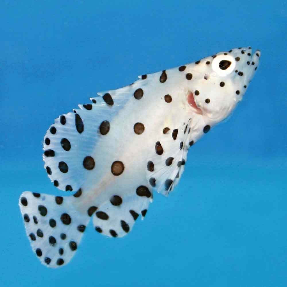 Panther Grouper Cromileptes altivelis Medium thatpetplace