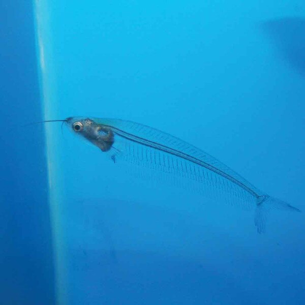 Glass Catfish - Kryptopterus minor | thatpetplace.com