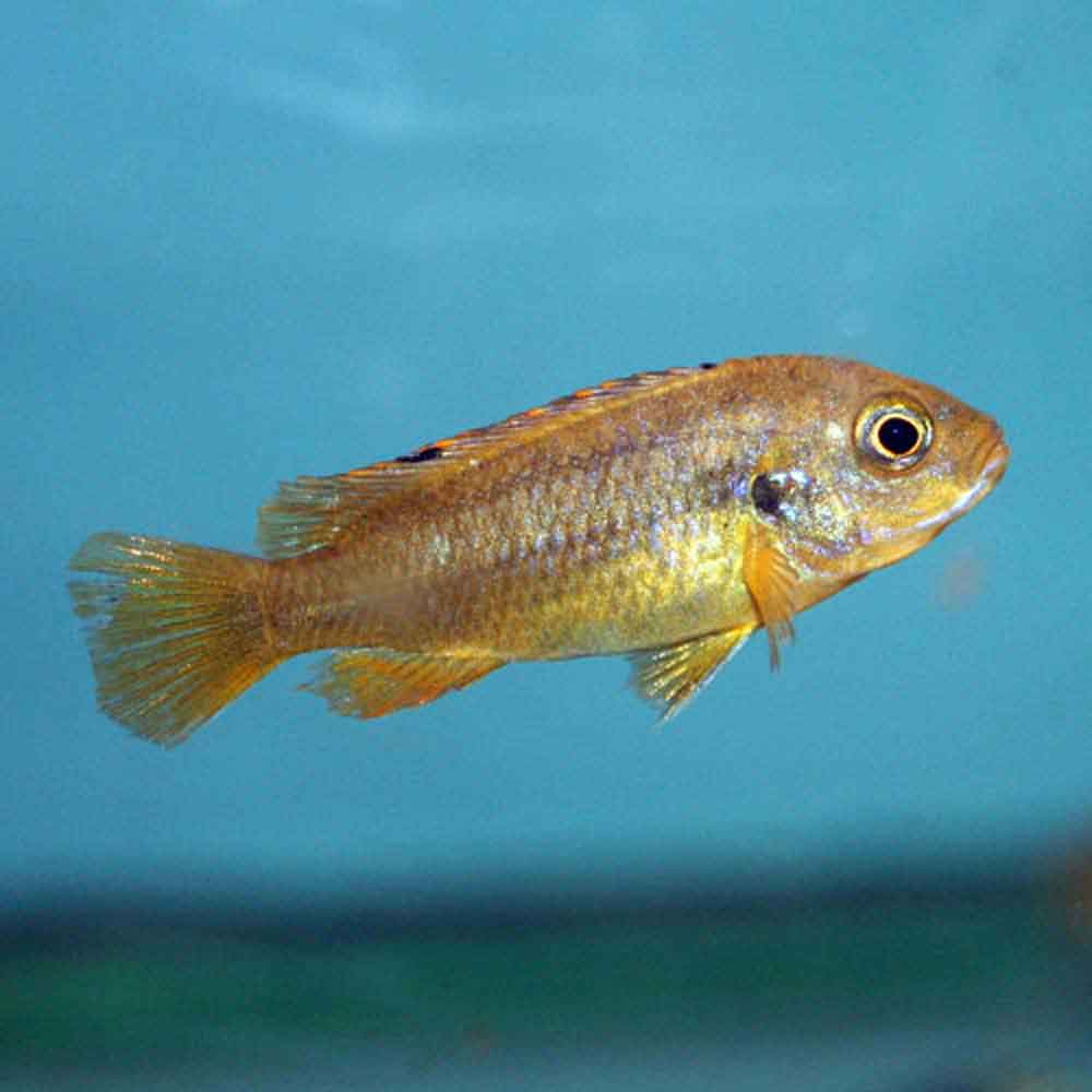 rusty cichlid rusty cichlid