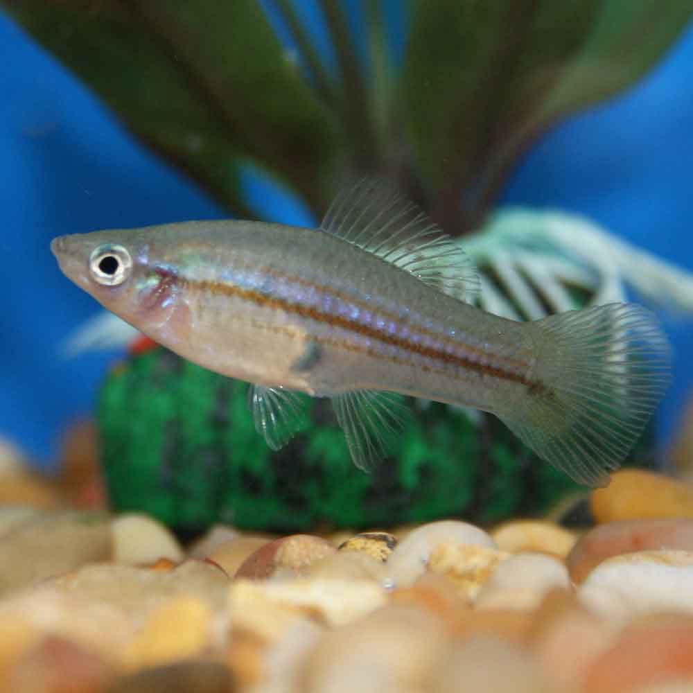 Green Swordtail Xiphophorus helleri That Fish Place