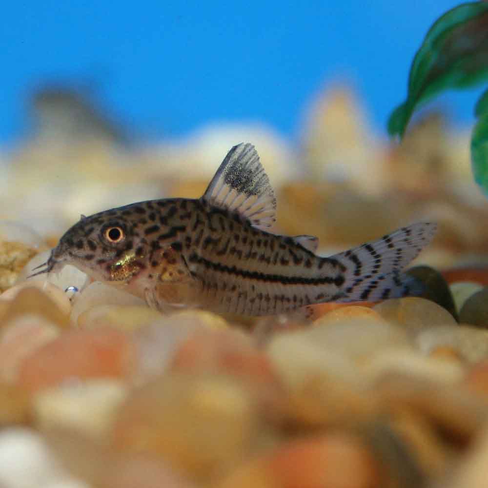 Leopard Cory Corydoras julii
