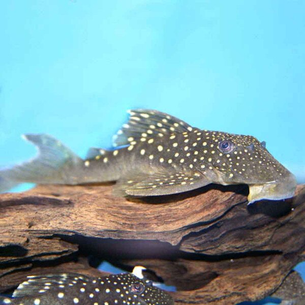 Pet Store Pleco Food Replacement Pet Store Pleco Food Replacement