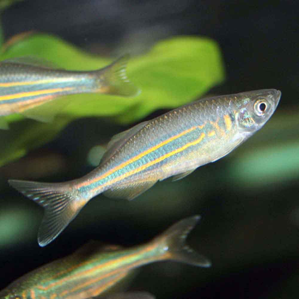Giant Danio Devario Aequipinnatus That Fish Place