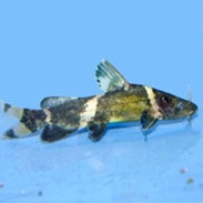 Catfish - Freshwater Aquarium Cat Fish For Sale ...