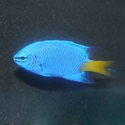 damselfish chromis damsel fish