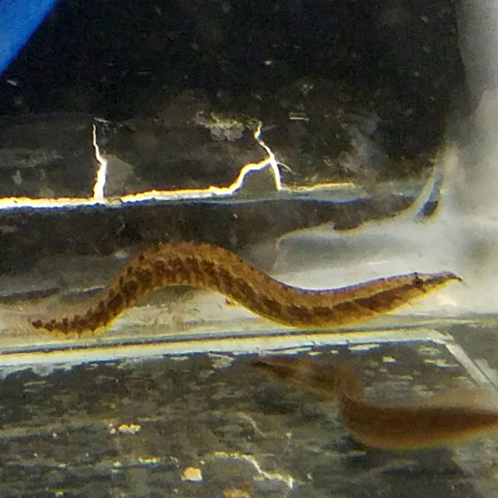 ZigZag Eel Mastacembelus armatus