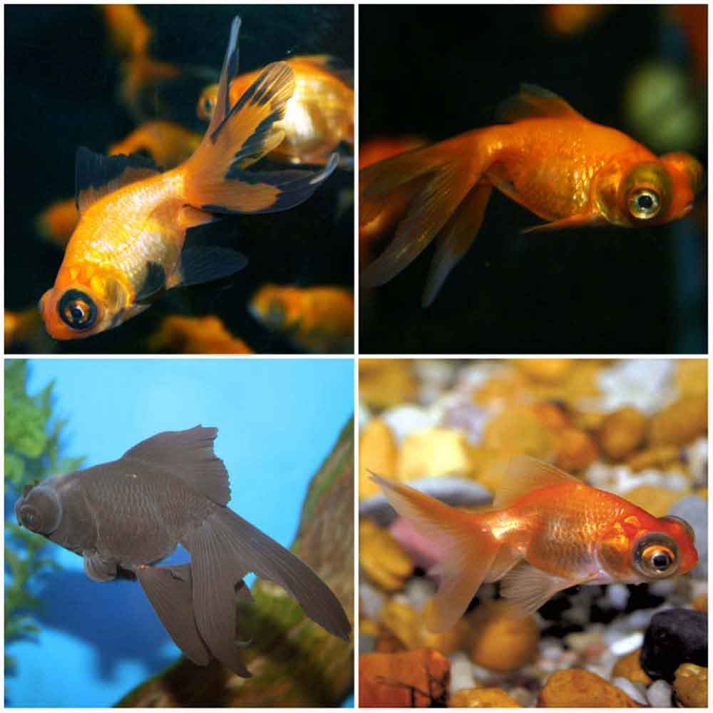 are telescope goldfish live comfortably are telescope goldfish live comfortably