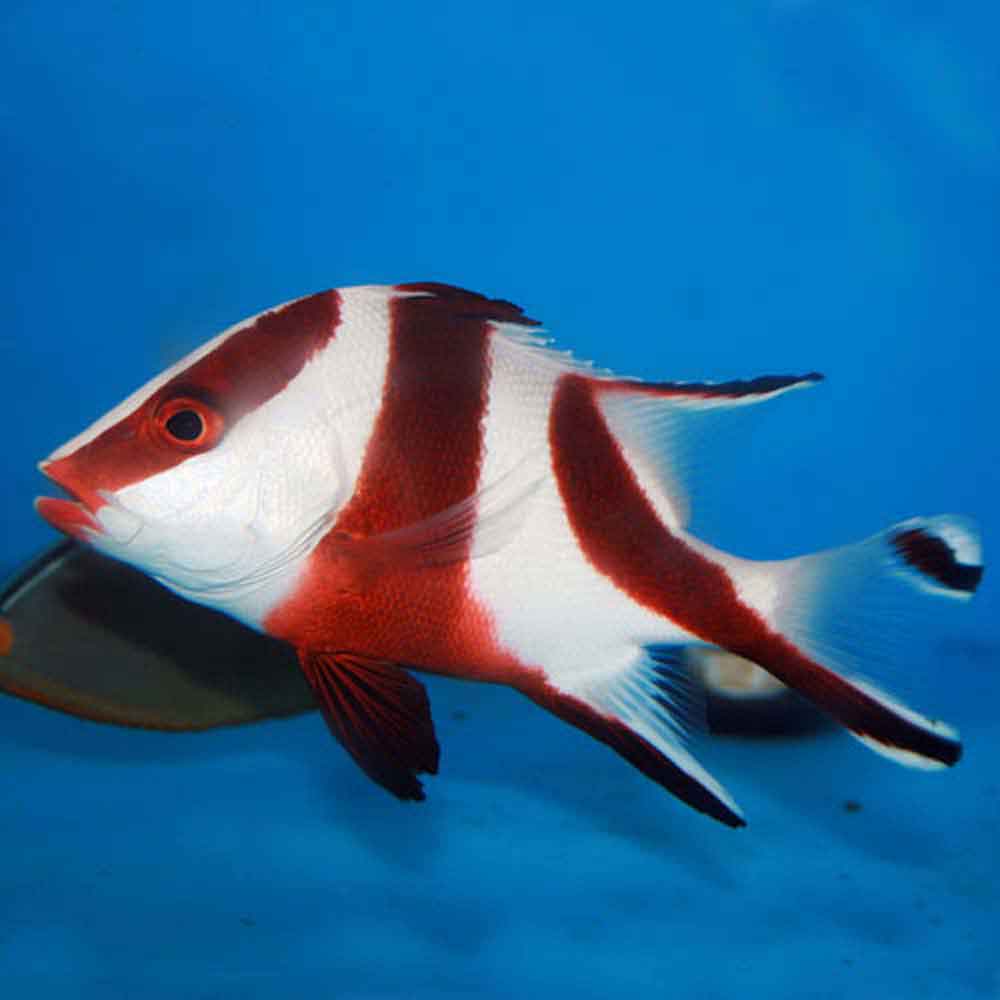 Emperor Snapper - Lutjanus sebae - Large Juvenile