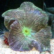 Carpet Anemone Stichodactyla Sp Small