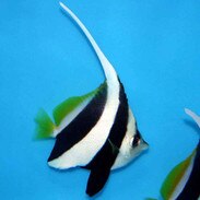 Longfin Bannerfish Heniochus Acuminatus Small