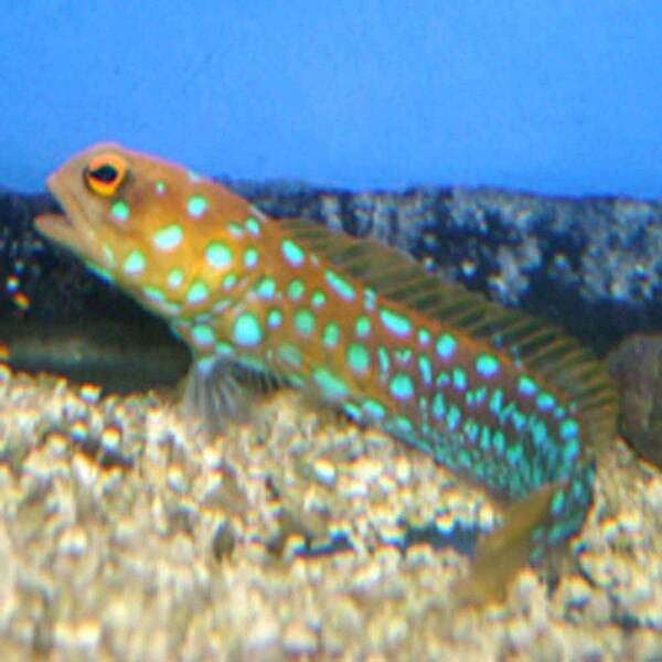 Blue Spot Jawfish Opistognathus rosenblattii