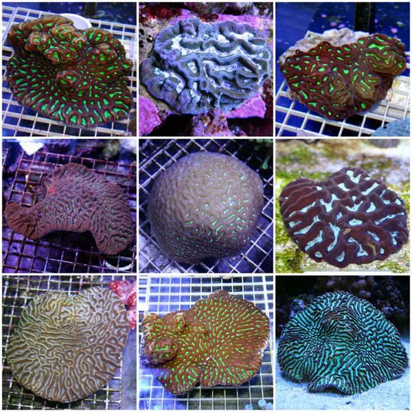 Maze Brain Coral Platygyra sp. Small