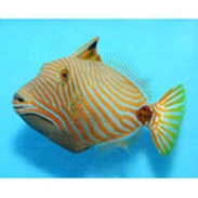 undulated trigger balistapus undulatus