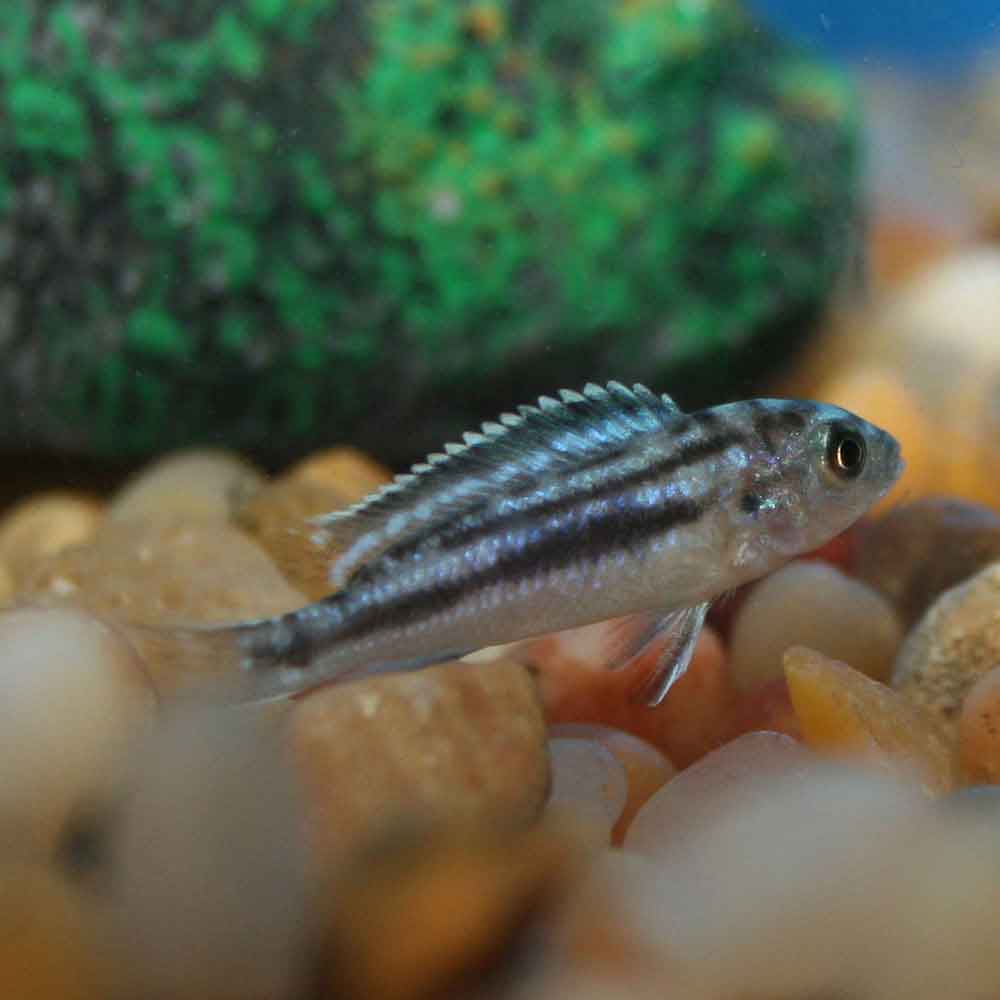 Electric Blue Johanni Melanochromis johanni Small