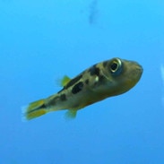 malabar dwarf puffer carinotetraodon