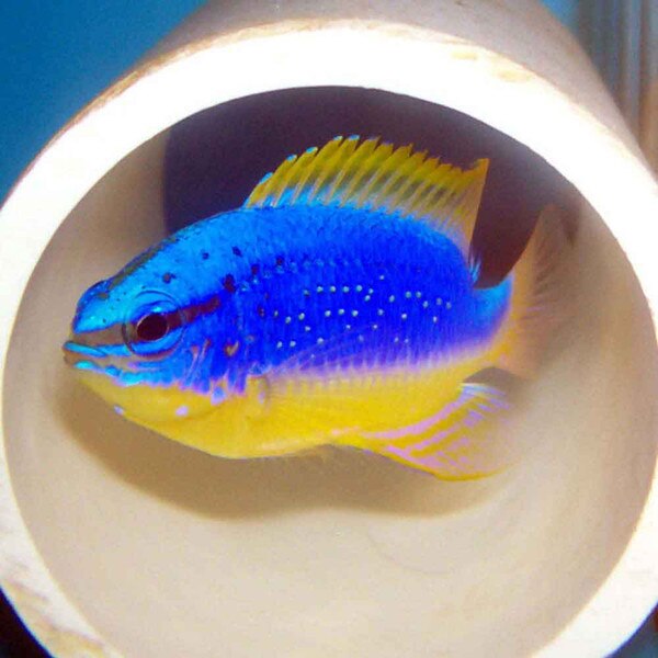 Fiji Devil Damsel - Chrysiptera taupou | That Fish Place