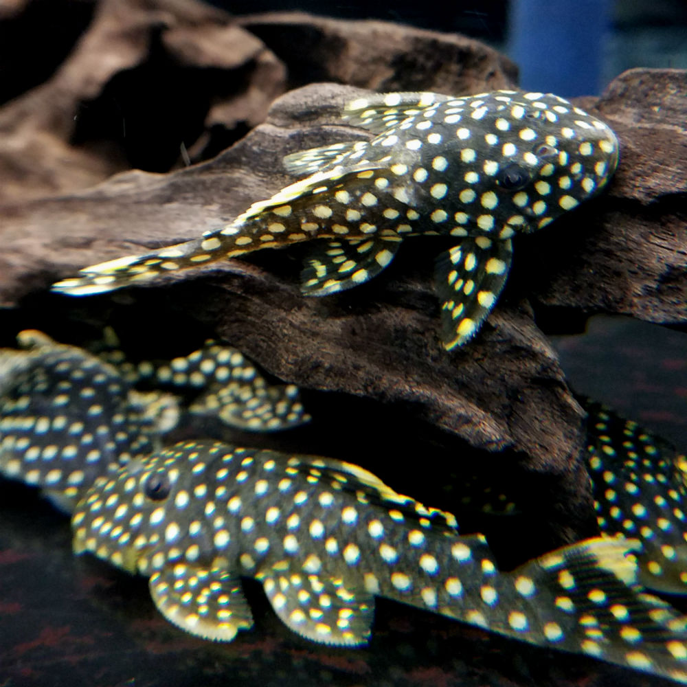Gold Nugget Pleco - Baryancistrus sp. L018 - Small/Medium ...