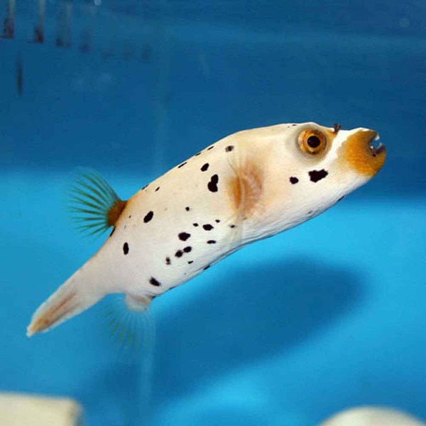 Dogface Puffer - Arothron nigropunctatus - Small
