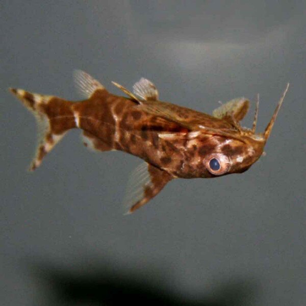 Upsidedown Catfish Synodontis nigriventris Small