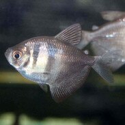 TETRA - WHITE / WHITE SKIRT Gymnocorymbus ternetzi - Aquatics Unlimited