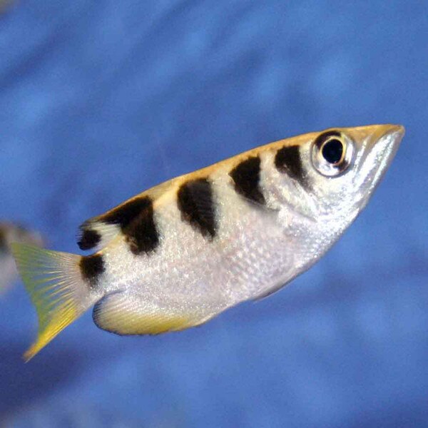 Archer Fish - Toxotes jaculatrix | ThatPetPlace.com
