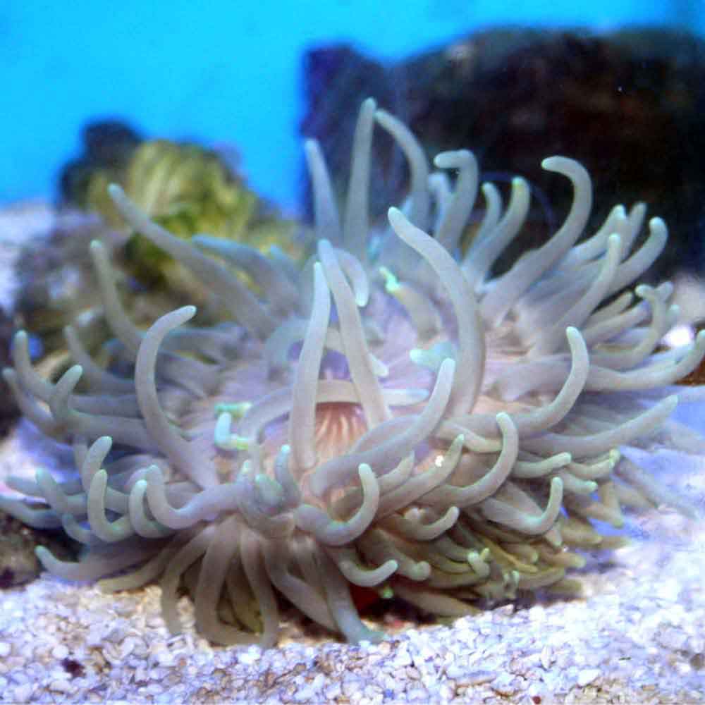 Long Tentacle Anemone - Macrodactyla doreensis - Medium