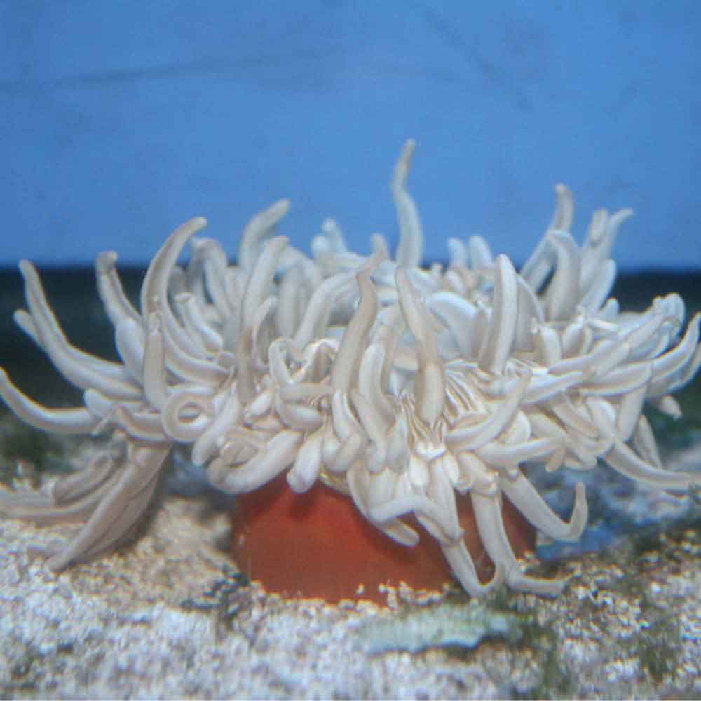 Long Tentacle Anemone - Macrodactyla doreensis - Medium